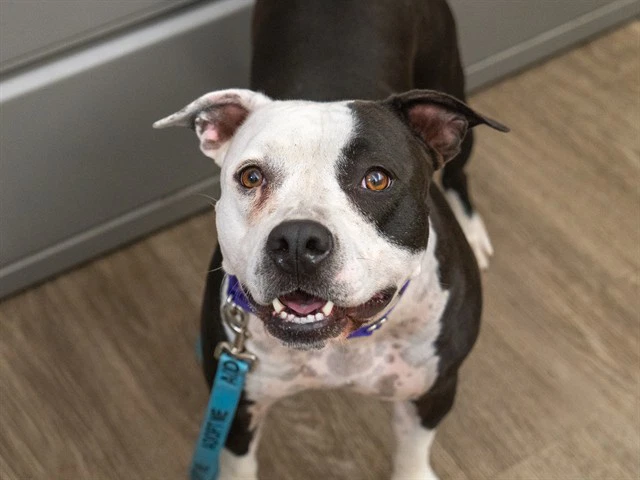 Nova