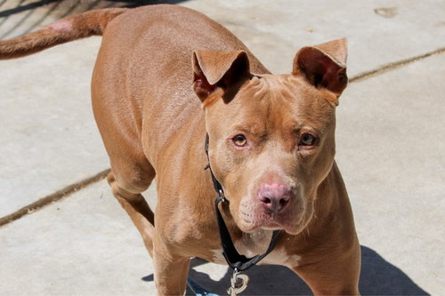picture of the dog needing adoption