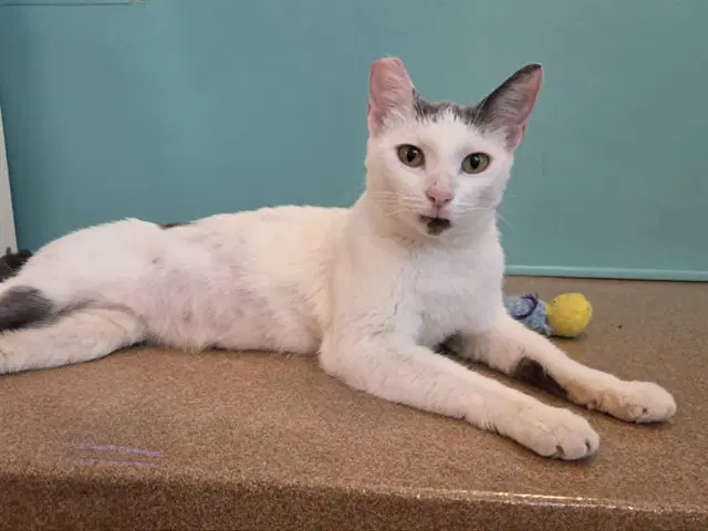 Mama Kitty - Domestic Short Hair