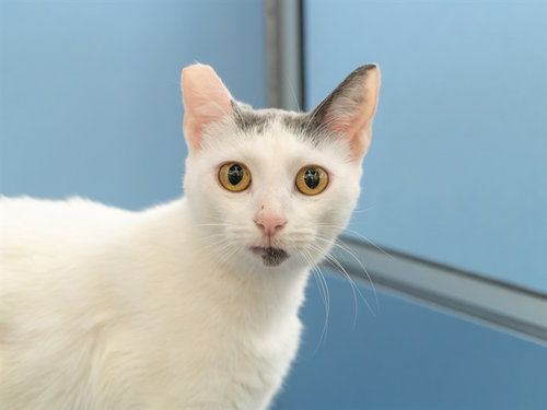 picture of the cat needing adoption
