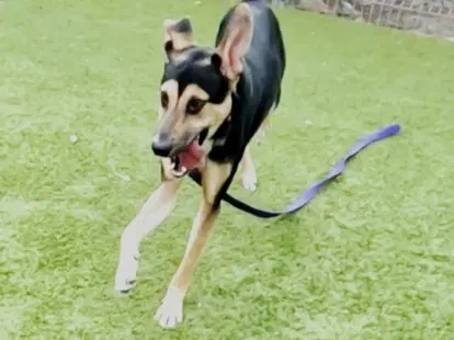 Gumball Watterson - German Shepherd Dog