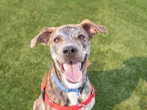 picture of the dog needing adoption