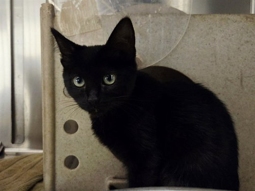 picture of the cat needing adoption