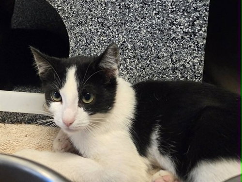 GARY, a cat for adoption from Contra Costa Animal Services