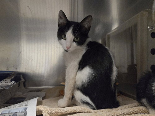 PATRICK, a cat for adoption from Contra Costa Animal Services