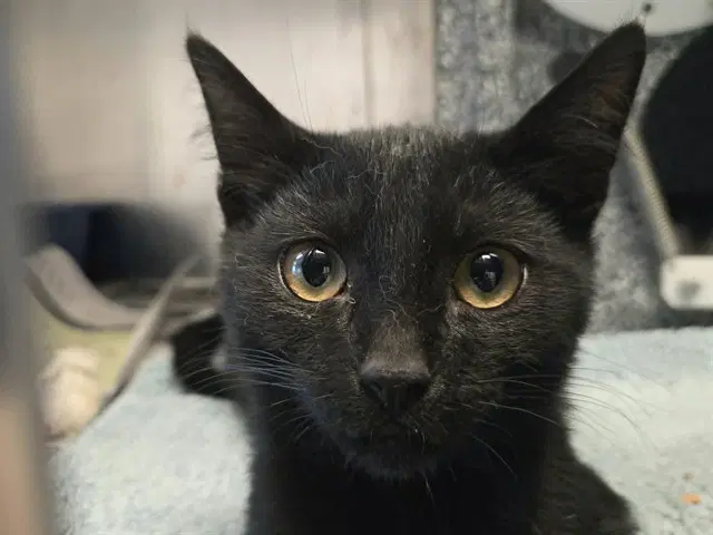 Plankton - Domestic Short Hair