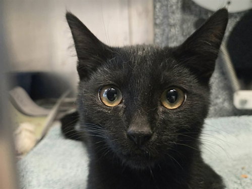 PLANKTON, a cat for adoption from Contra Costa Animal Services
