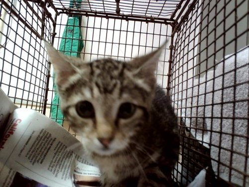picture of the cat needing adoption