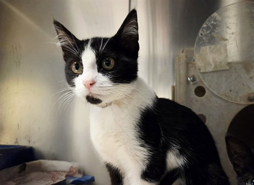 picture of the cat needing adoption