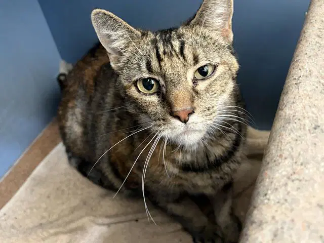 Dusty - Domestic Short Hair