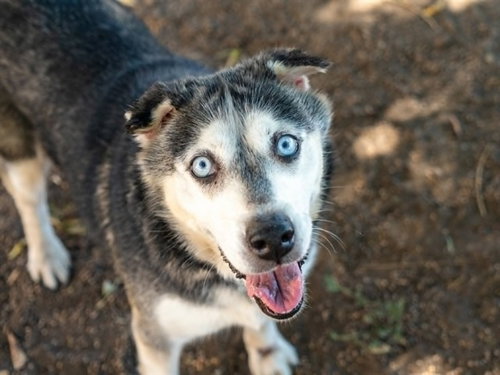 picture of the dog needing adoption