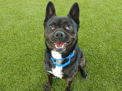 picture of the dog needing adoption