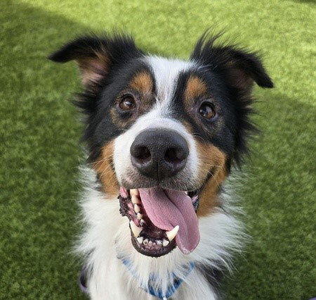 picture of the dog needing adoption