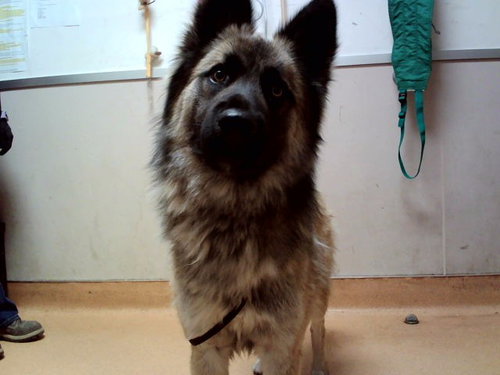 picture of the dog needing adoption