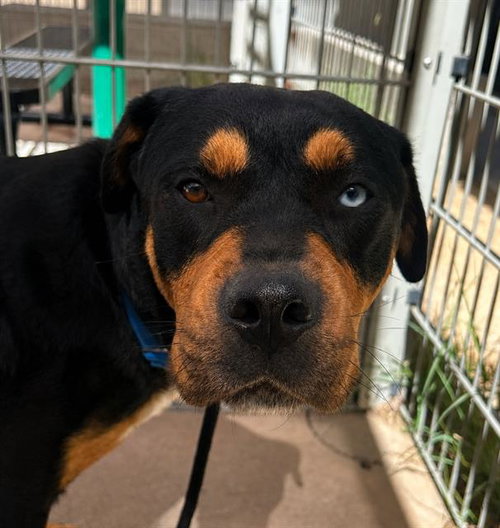 picture of the dog needing adoption