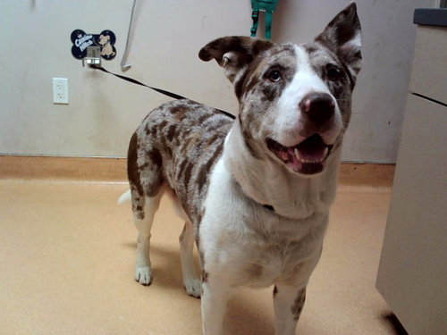 picture of the dog needing adoption