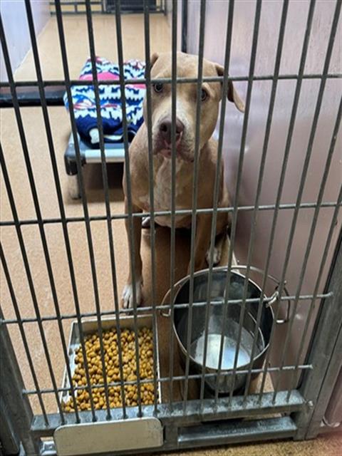 picture of the dog needing adoption