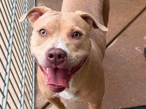 picture of the dog needing adoption
