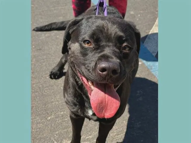 Unknown - Labrador Retriever