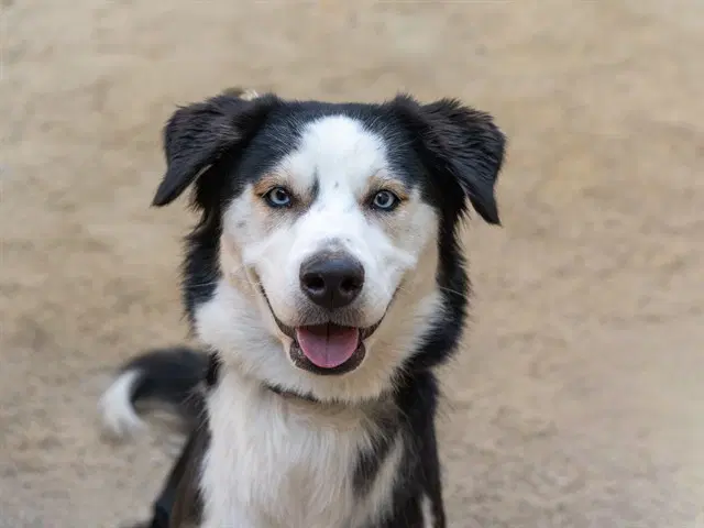 Unknown - Siberian Husky