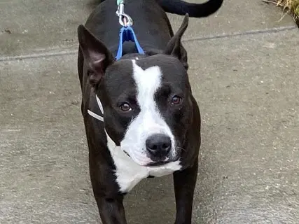 Ella - Pit Bull Terrier