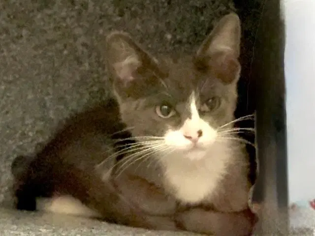 Archie - Domestic Short Hair