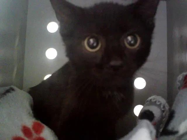Unknown - Domestic Short Hair
