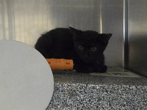 picture of the cat needing adoption
