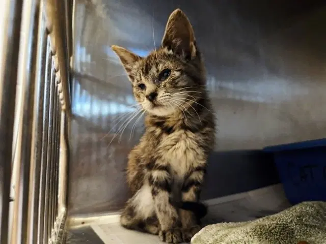 Unknown - Domestic Short Hair