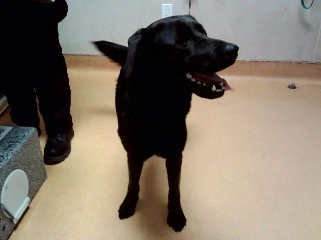 Hottogo - Flat-coated Retriever
