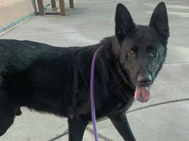 Jawn - German Shepherd Dog