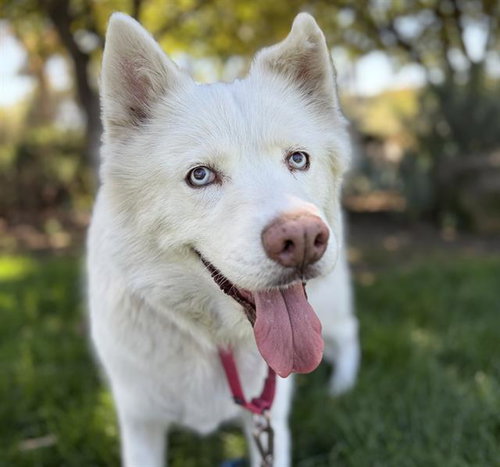 picture of the dog needing adoption