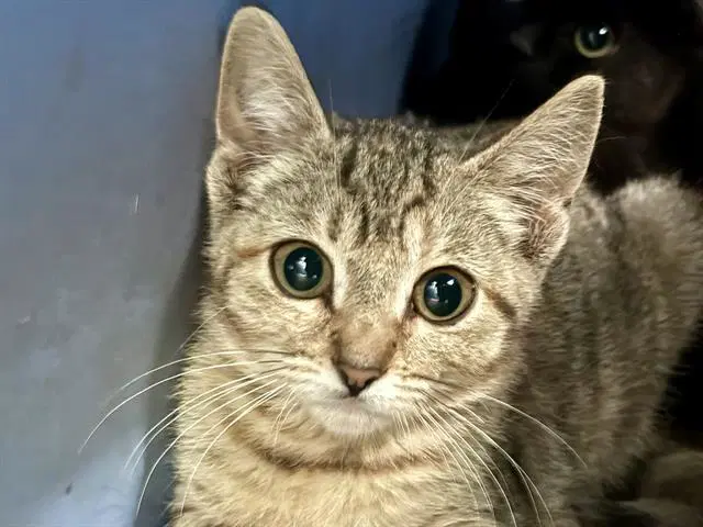 Seaweed - Domestic Short Hair