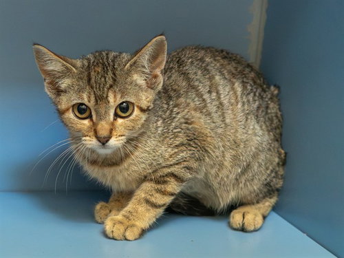 picture of the cat needing adoption