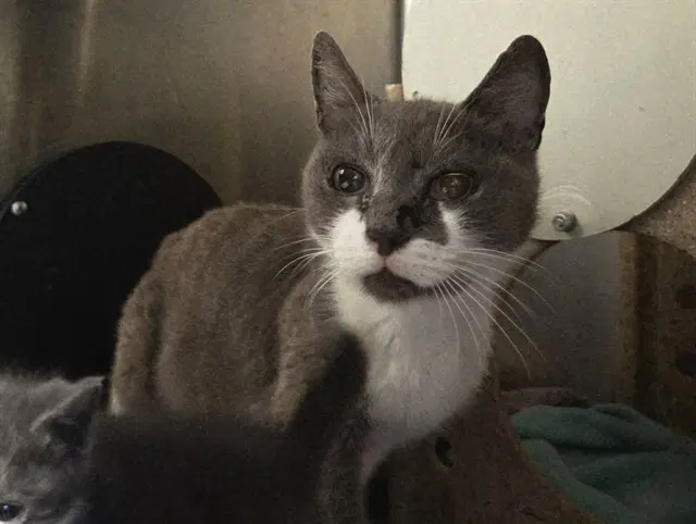 Unknown - Domestic Short Hair