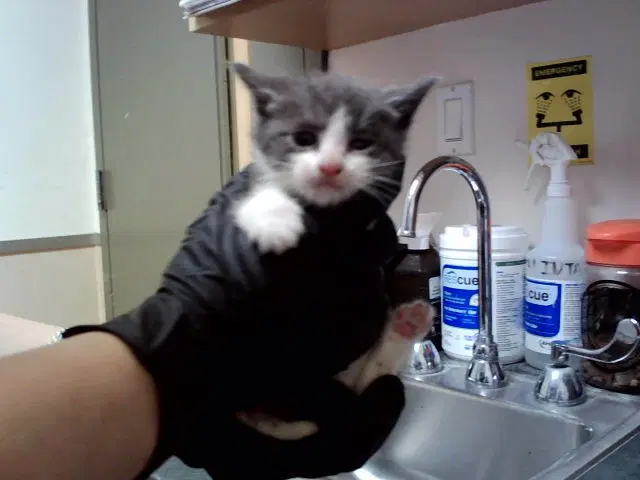Unknown - Domestic Short Hair