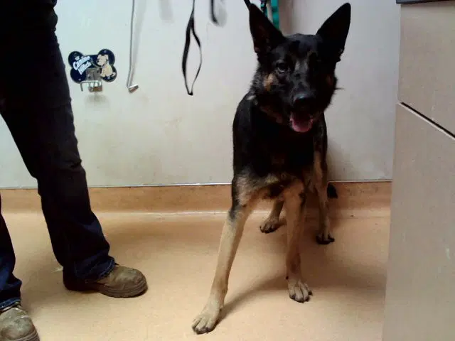 Dasha - German Shepherd Dog