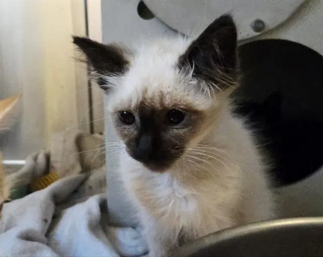 Unknown - Domestic Medium Hair