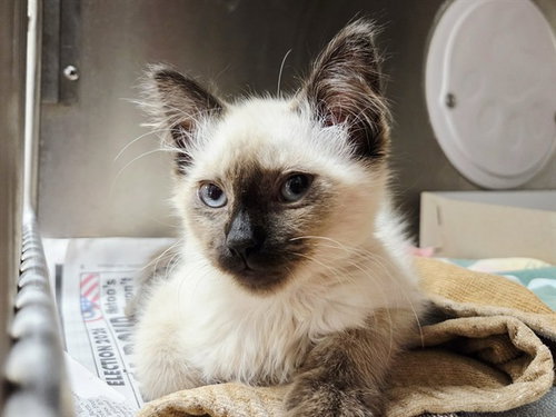 picture of the cat needing adoption