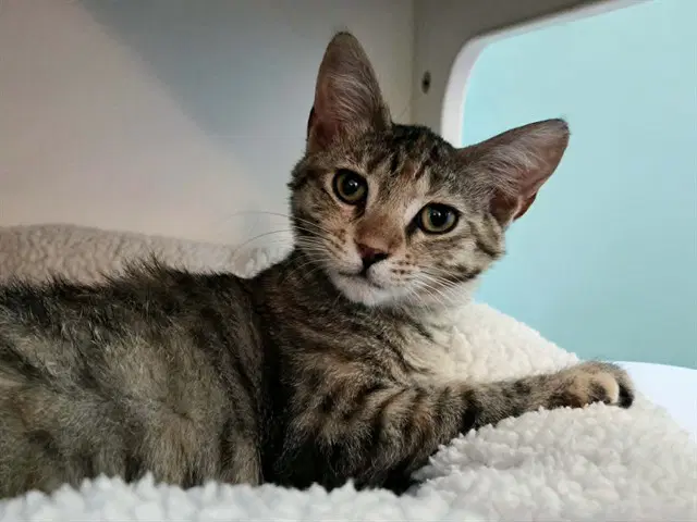 Odette - Domestic Short Hair