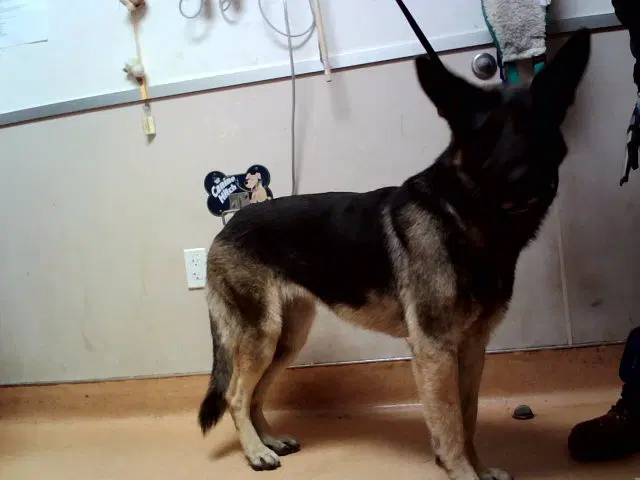 Rocky Road - German Shepherd Dog