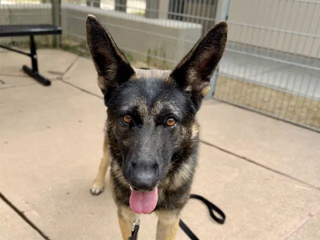 Rocky Road - German Shepherd Dog