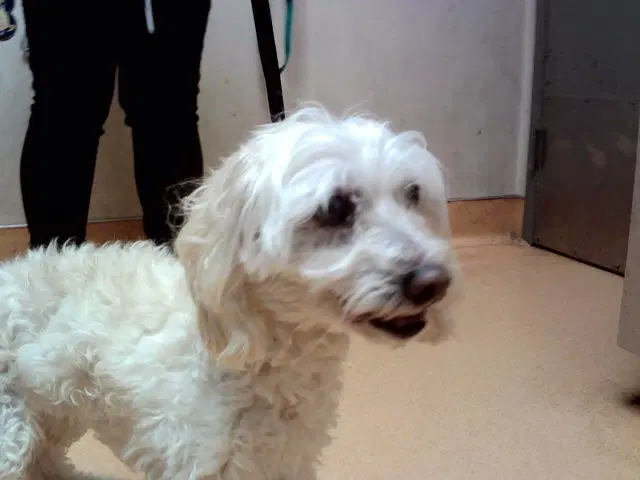 Daisy - Poodle (Miniature)