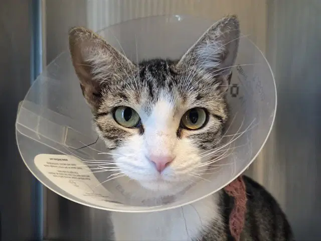 Unknown - Domestic Short Hair