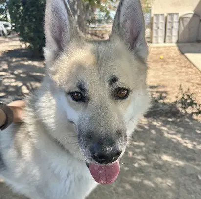 Unknown - Siberian Husky