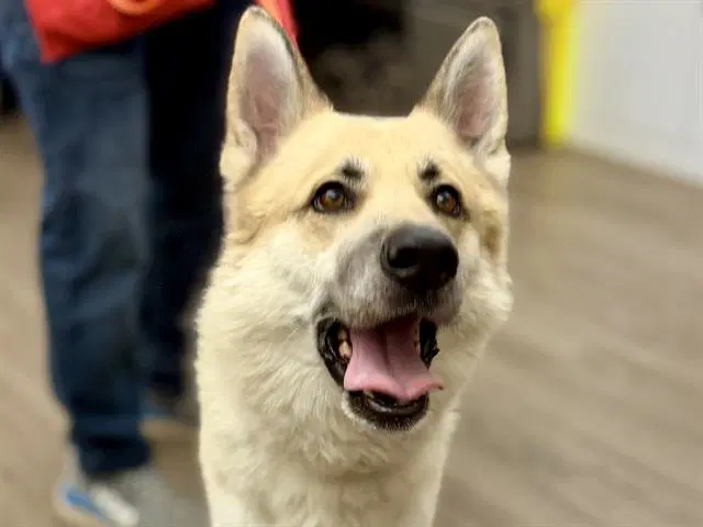 Unknown - Siberian Husky