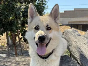 Unknown - Siberian Husky