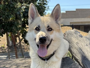 picture of the dog needing adoption
