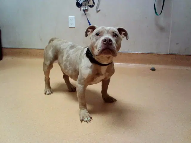 Guala Guala - Pit Bull Terrier