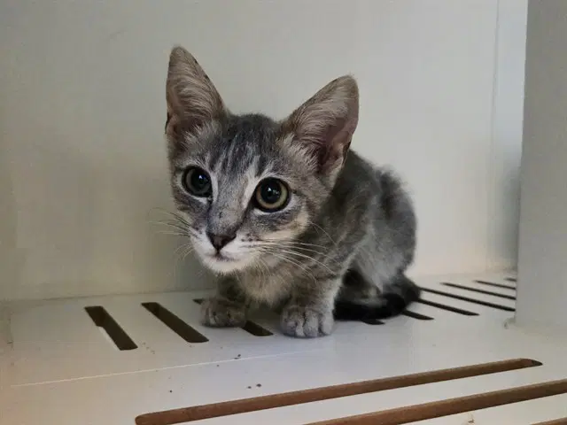 Auggie - Domestic Short Hair